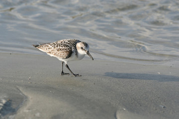 Shore Bird on Ocean Beach