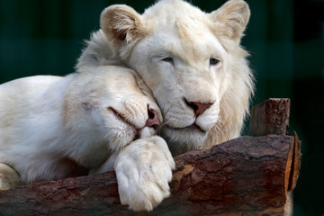 white lion and lioness gently pressed their heads to each other