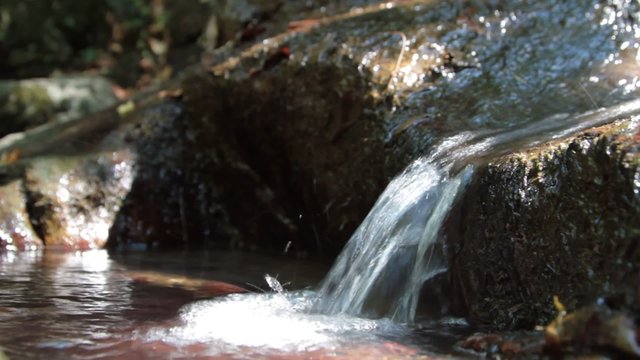 Rivulet in forest