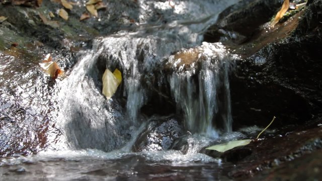 Rivulet in forest