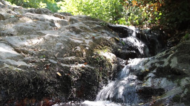 Rivulet in forest