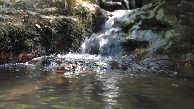 Rivulet in forest