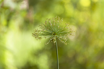 Abstract blur Cyperus Papyrus flower background