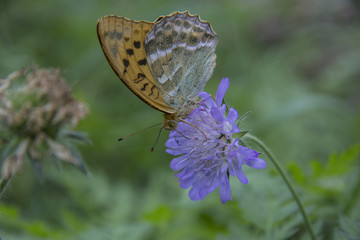 бабочка на цветке