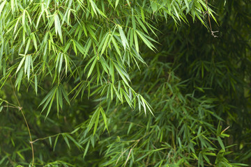 Fototapeta premium Bamboo forest