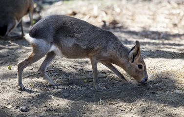 Patagonian mara grazing