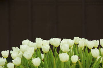 White tulips on dark backgroound