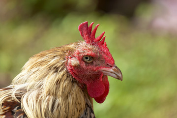 Closeup Thai hen head staring with one eye 