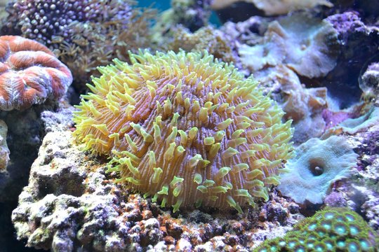 Fungia Mushroom coral