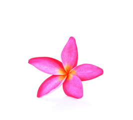 Fototapeta na wymiar Pink frangipani flower white background