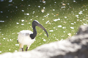 Sacred ibis over green