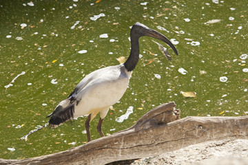 Sacred ibis over green