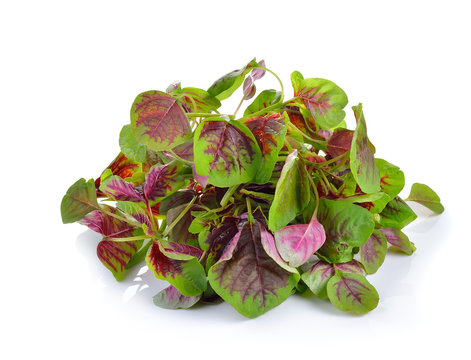 Red spinach on white  background