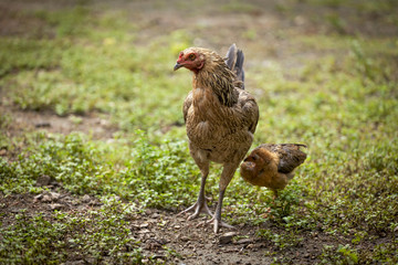 Portrait brown hen staring 