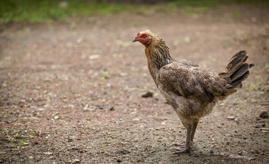 Portrait Thai hen staring with space on background