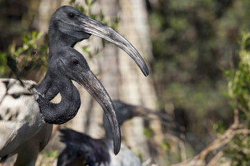 Couple of sacred ibis