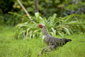 Thai hen in the green field 