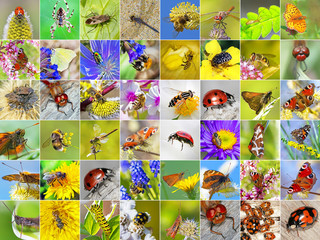 Насекомые. Коллаж из фотографий насекомых обитающих в Сибири