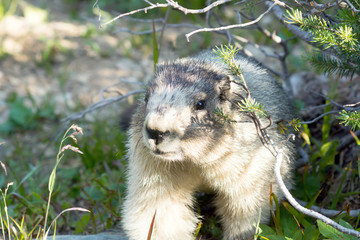 Portrait of Hoary marmot (Marmota caligata). Glacier National Pa