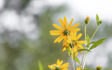 Yellow flower swaying in the wind