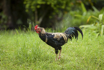 Young thai cock in the green field