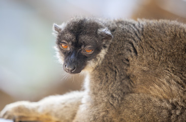 Common brown lemur half-asleep