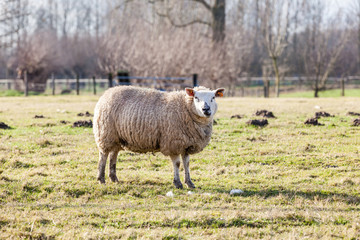 sheep in the field