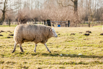 sheep in the field