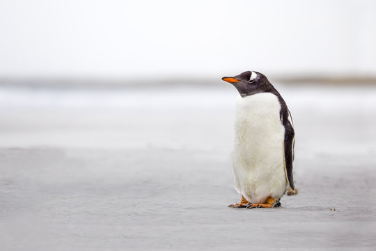 Lone Gentoo Penguin (Pygoscelis papua)  on a deserted white sand