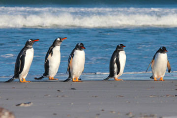 Five Gentoo Penguins lined up by the surf.