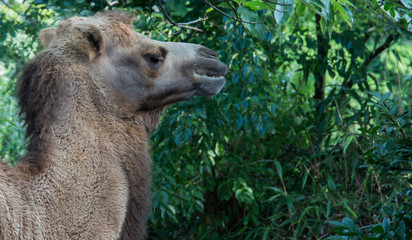 Ein Kamel vor grünen Gebüschen