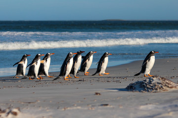 Group of Gentoo Penguins (Pygoscelis papua) on the beach