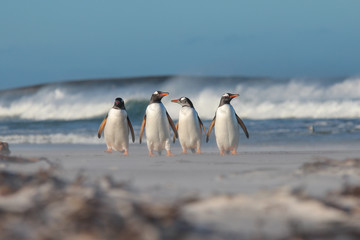 Four Gentoo penguins walking from the sea.