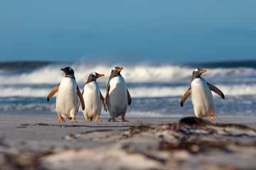 Tableaux ronds sur aluminium Pingouin Gentoo penguins coming from the sea. Falkland Isands.