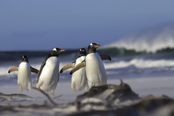 Gentoo Penguins lopen van de branding naar hun kolonie.