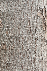 Bark of tree.