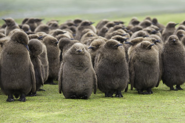 Obraz premium A creche of King Penguin Chicks, huddled in the rain at Voluntee