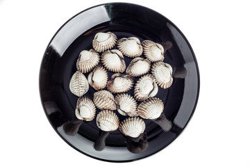 Blood cockle isolated on white background
