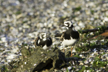 adults of Ruddy Turnstone walking on the beach / Arenaria interpres