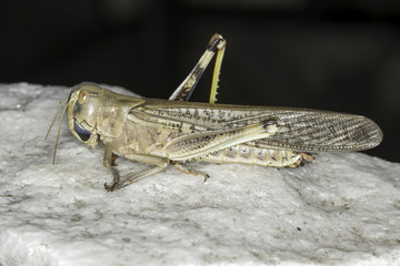 Migratory locust standing on a stone close-up