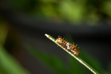 Fototapeta premium Caterpillar on green leaf