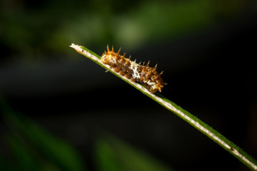  Caterpillar on green leaf