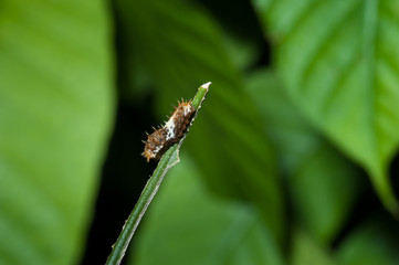  Caterpillar on green leaf