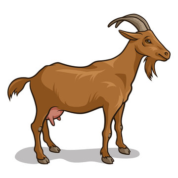 Goat 001