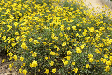 close up of yellow flowers in full bloom