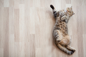 Cat lying on parquet floor top view - obrazy, fototapety, plakaty