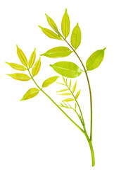 Spondias pinnata (L.f.) Kurz. Anarcardiaceae.Hog Plum,
