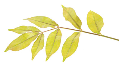 Fototapeta premium Spondias pinnata (L.f.) Kurz. Anarcardiaceae.Hog Plum, 