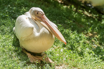 Big pelican sits