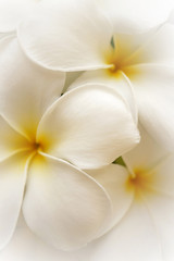 Fototapeta na wymiar frangipani (plumeria) , in soft color style for background 